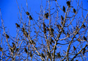 Sturnus vulgaris